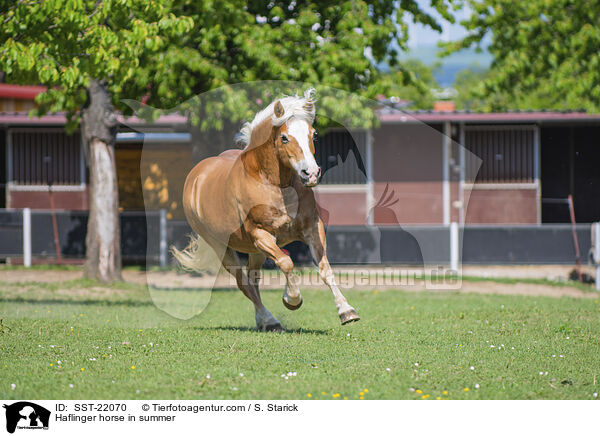 Haflinger im Sommer / Haflinger horse in summer / SST-22070