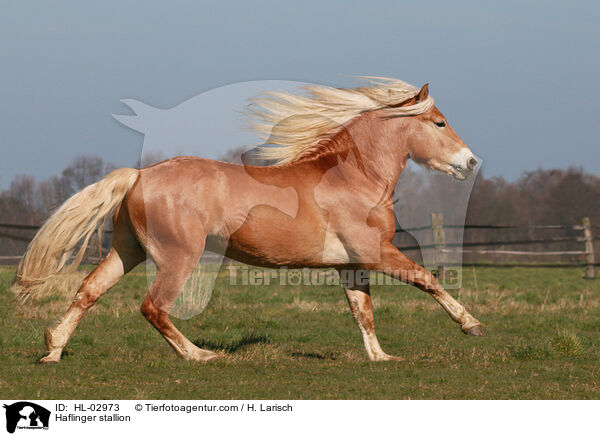 Haflinger Hengst / Haflinger stallion / HL-02973