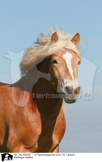 Haflinger Hengst / Haflinger stallion / HL-02976