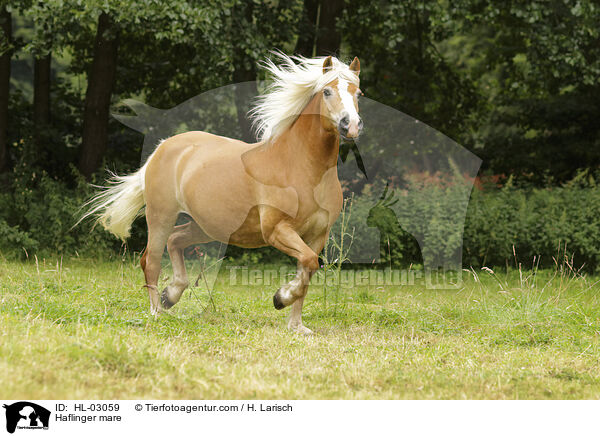 Haflinger Stute / Haflinger mare / HL-03059