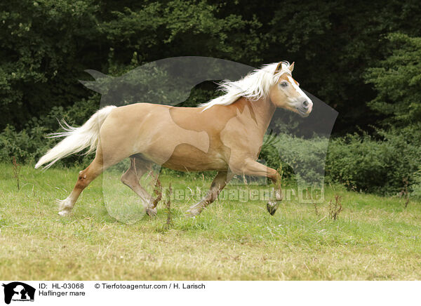 Haflinger Stute / Haflinger mare / HL-03068