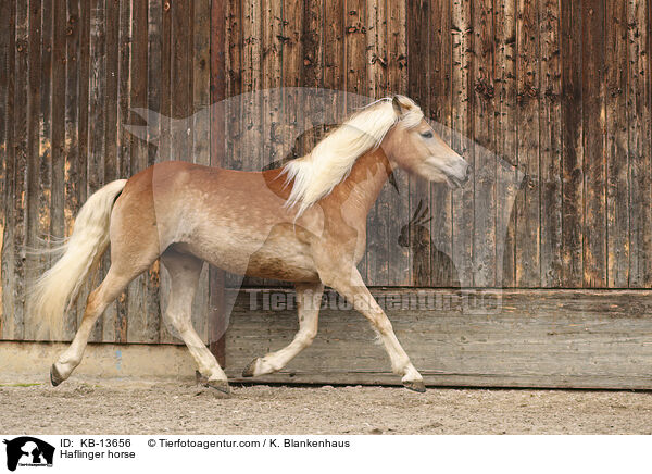 Haflinger / Haflinger horse / KB-13656