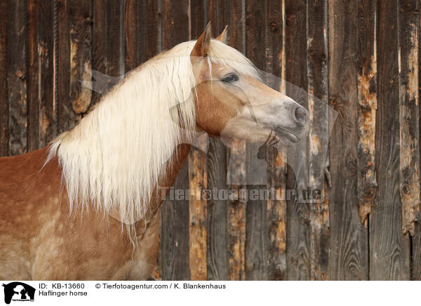 Haflinger / Haflinger horse / KB-13660