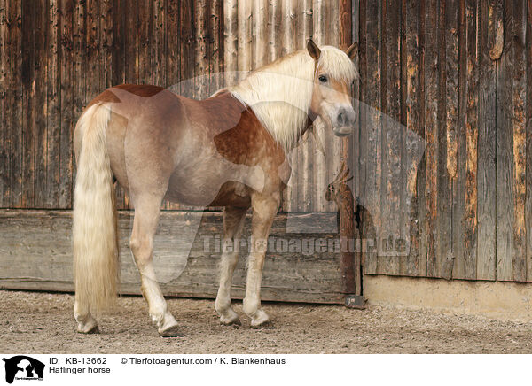 Haflinger horse / KB-13662