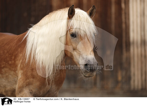 Haflinger / Haflinger horse / KB-13667