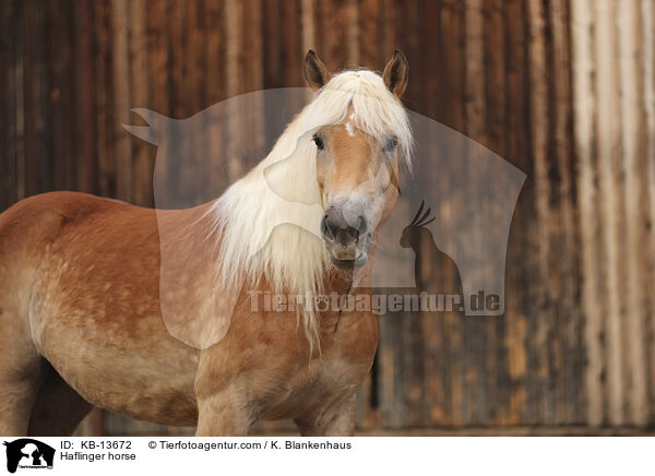 Haflinger / Haflinger horse / KB-13672