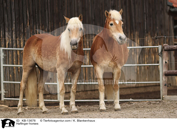 Haflinger / Haflinger horses / KB-13676