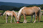 Mare with foal