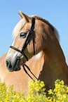 Haflinger horse in rape field