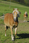 Haflinger