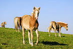 Haflinger