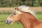 running Haflinger