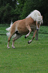 galloping Haflinger horse