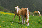 Haflinger