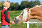 woman and haflinger stallion