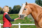 woman and haflinger stallion