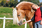 woman and haflinger stallion