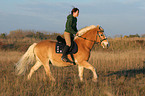 woman rides haflinger horse