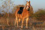 standing haflinger horse