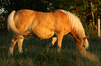 grazing haflinger horse