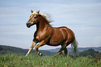 running Haflinger