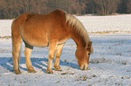 eating Haflinger horse