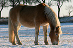 eating Haflinger horse