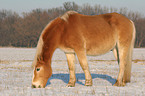 eating Haflinger horse