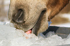 haflinger horse eats ice