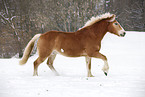 running Haflinger Horse