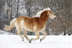 running Haflinger Horse