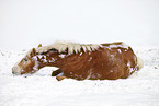 wallowing Haflinger Horse