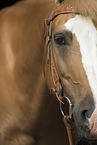 Haflinger horse face