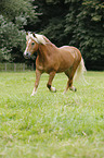 trotting Haflinger