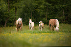 Haflinger at the meadow