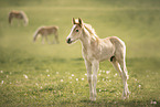 standing Haflinger Horse foal