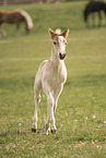trotting Haflinger Horse foal
