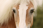 Haflinger