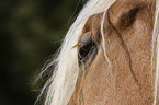 Haflinger horse eye