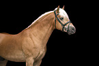 Haflinger stallion