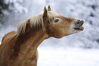 Haflinger mare