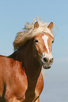 Haflinger stallion