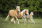 Haflinger horses