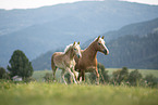 Haflinger