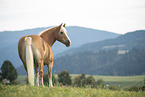 Haflinger