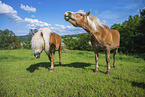 Haflinger horses