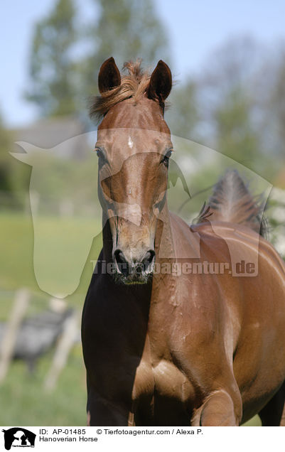 Hanoverian Horse / AP-01485