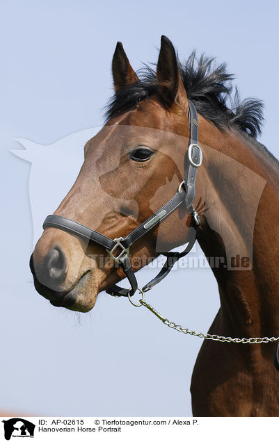 Hanoverian Horse Portrait / AP-02615
