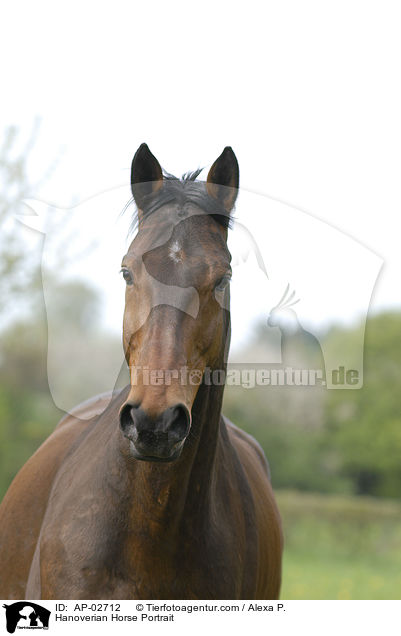 Hanoverian Horse Portrait / AP-02712