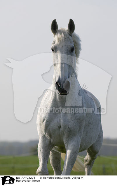 Hanoverian horse / AP-03291
